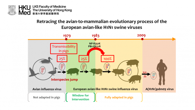The European avian-like (EA) H1N1 swine influenza virus was derived from an avian influenza virus through interspecies jump that occurred prior to 1979. The EA swine influenza viruses have been established in pig herds in European and Asian countries since 1979. The EA swine viruses donated the neuraminidase (NA) and M gene segments to the A(H1N1)pdm09 virus that caused the 2009 influenza pandemic.
In this study, Su et al. investigated the molecular changes facilitated the avian-to-pig adaptation of the EA swine influenza viruses. Ancestral sequence reconstruction was used to gain viruses representing different adaptive stages of the EA swine influenza virus as it transitioned from avian to swine hosts since 1979. A key parameter for virus adaptation in a new host is its transmissibility.Transmissibility is assessed by counting the proportion of contact piglets (N=4) that become infected after co-housing with infected donor pigs in the same cage, a condition that allows all major modes of transmission to occur.
The research team found that the EA swine influenza viruses acquired amino acid changes in the viral polymerase (PB1-Q621R) and nucleoprotein (NP-R351K) that facilitated efficient pig-to-pig transmissibility after 1983. The results suggest a potential window for intervention (1979-1983) before the virus is fully adapted in pigs.